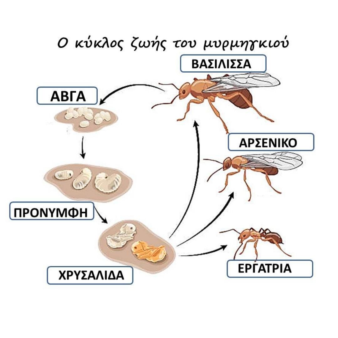 Ο κύκλος ζωής των μυρμγηγκιών